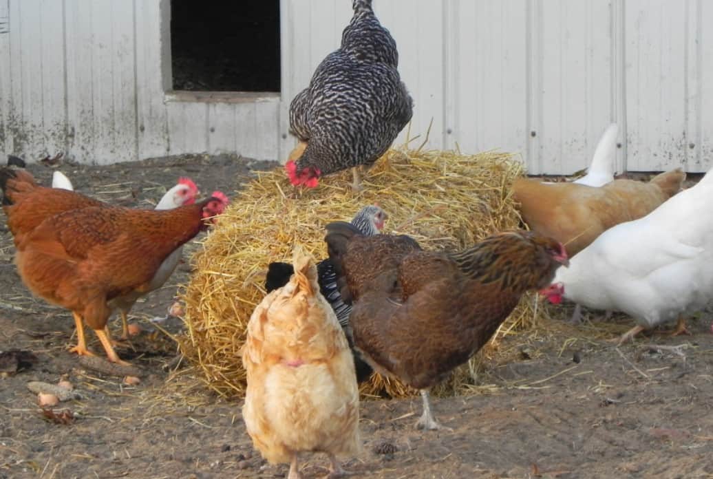 A bale of hay treat