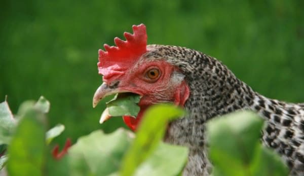 Chicken-friendly vegetable garden