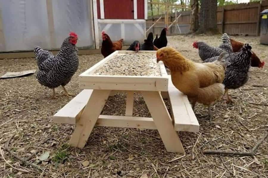 Chicken picnic table