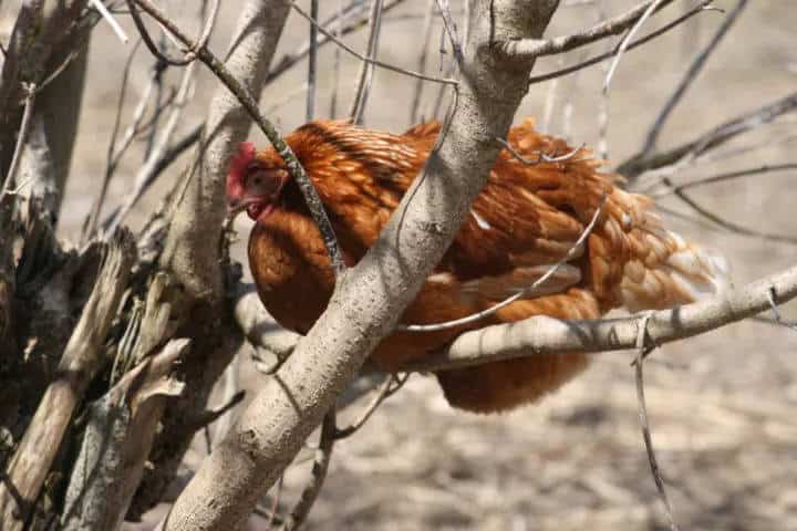 Chicken roost tree branches