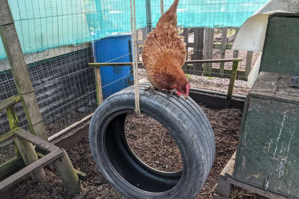 Chicken tyre swing