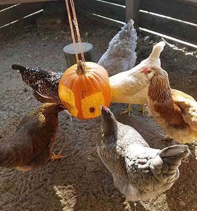 Hanging chicken pumpkin treat