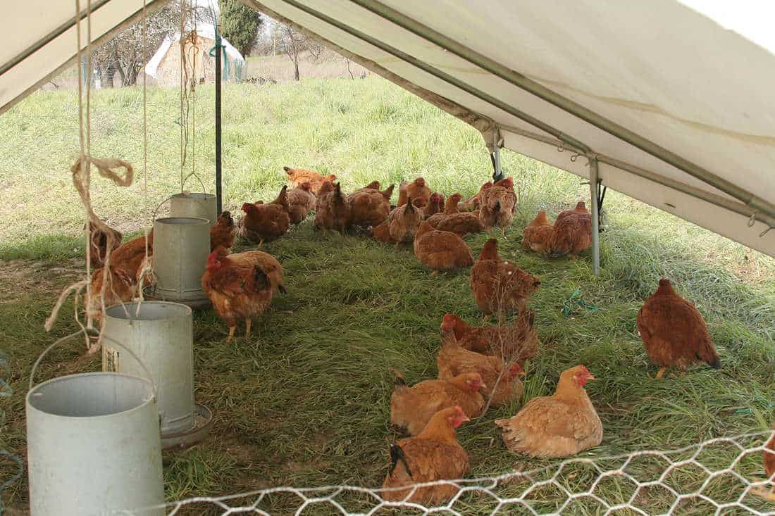 How do chemical injections affect chickens