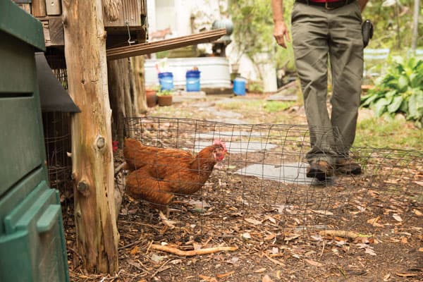 Simple chicken tunnel