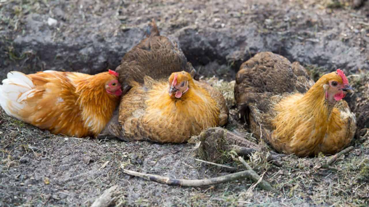 chicken dust batch