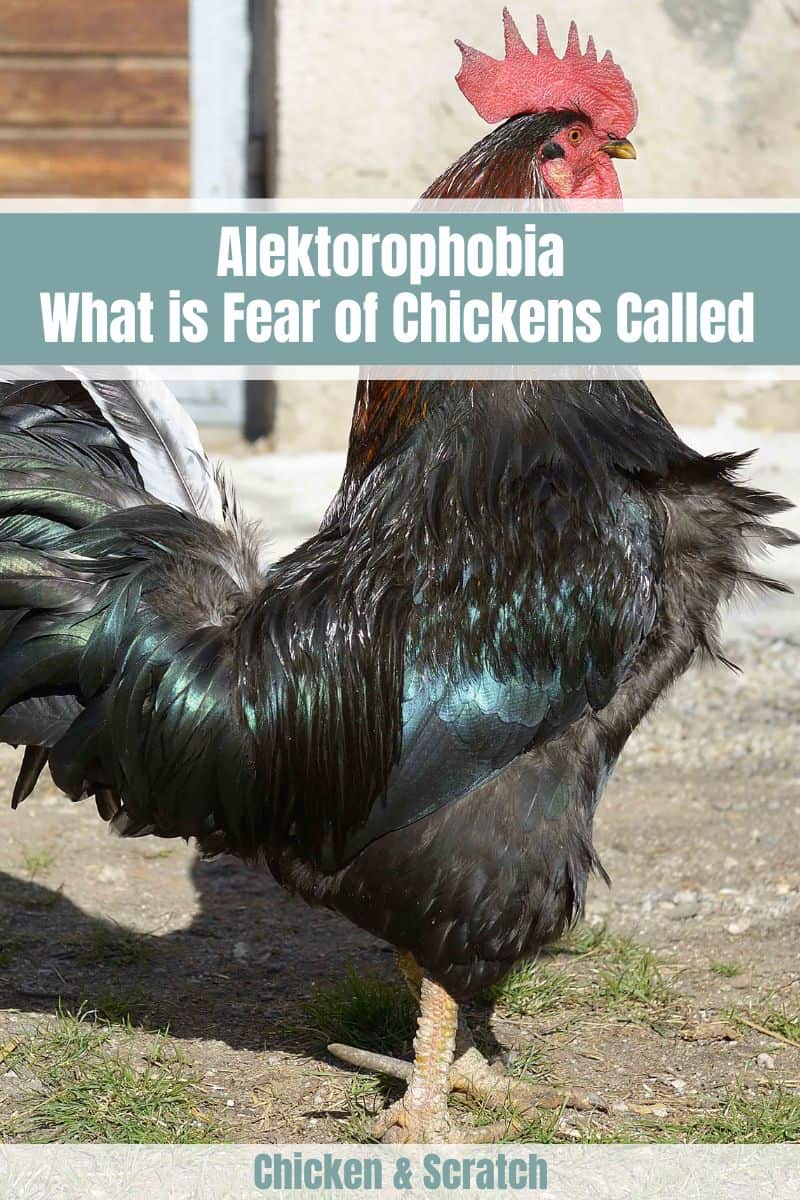 fear of chicken