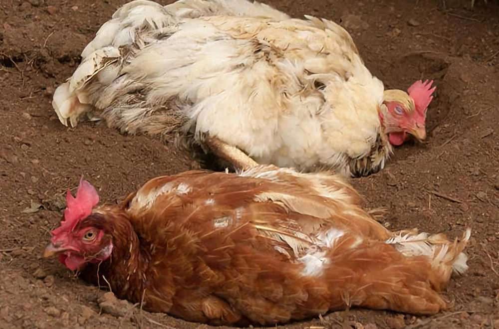 why are my chickens digging holes and laying in them