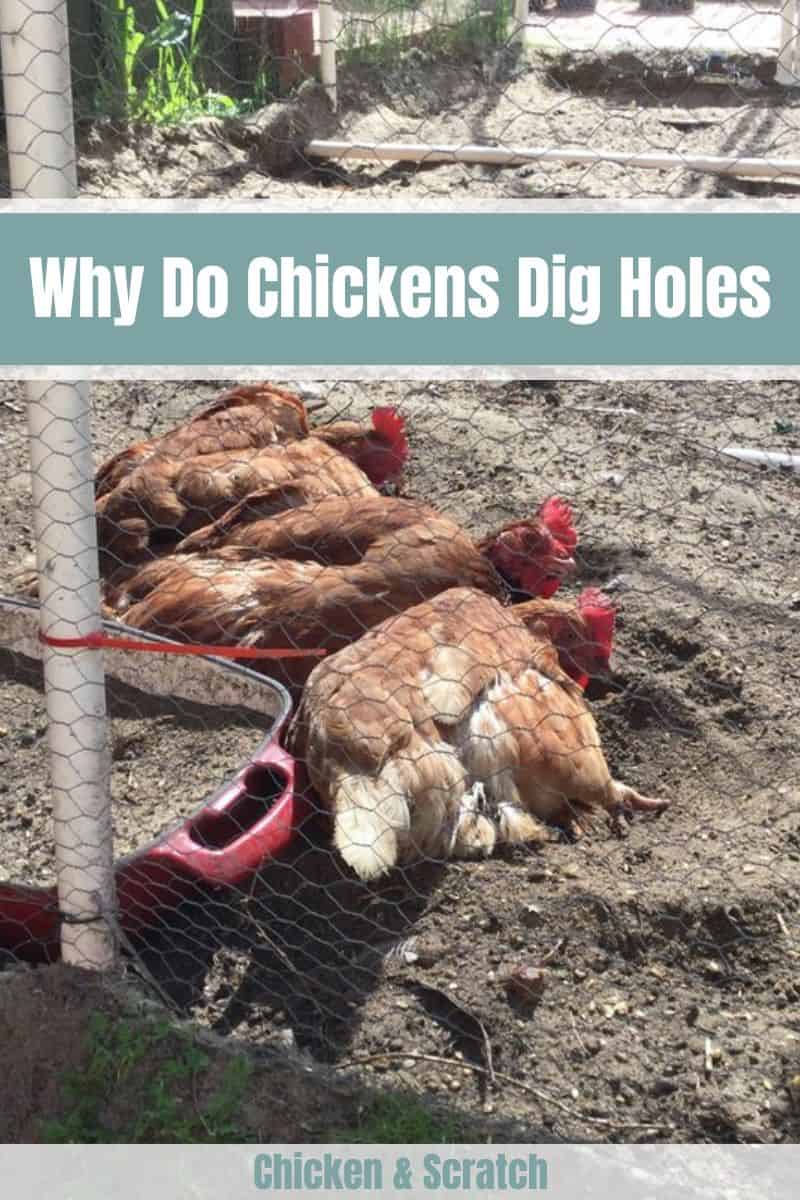 why do chickens dig holes