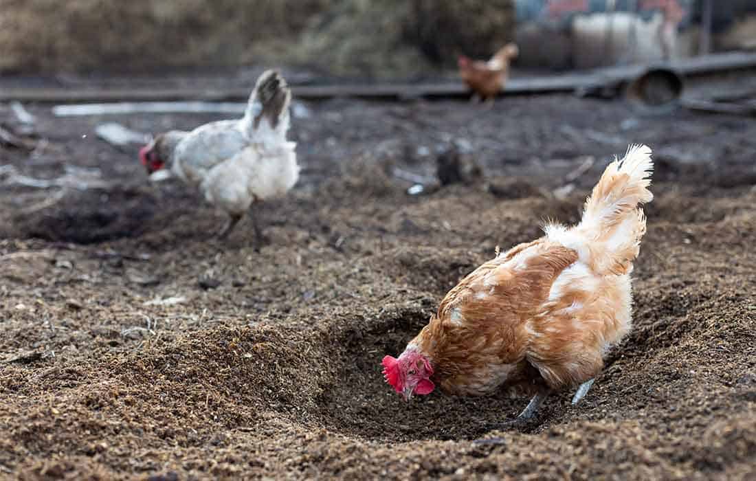why do chickens dig in the dirt