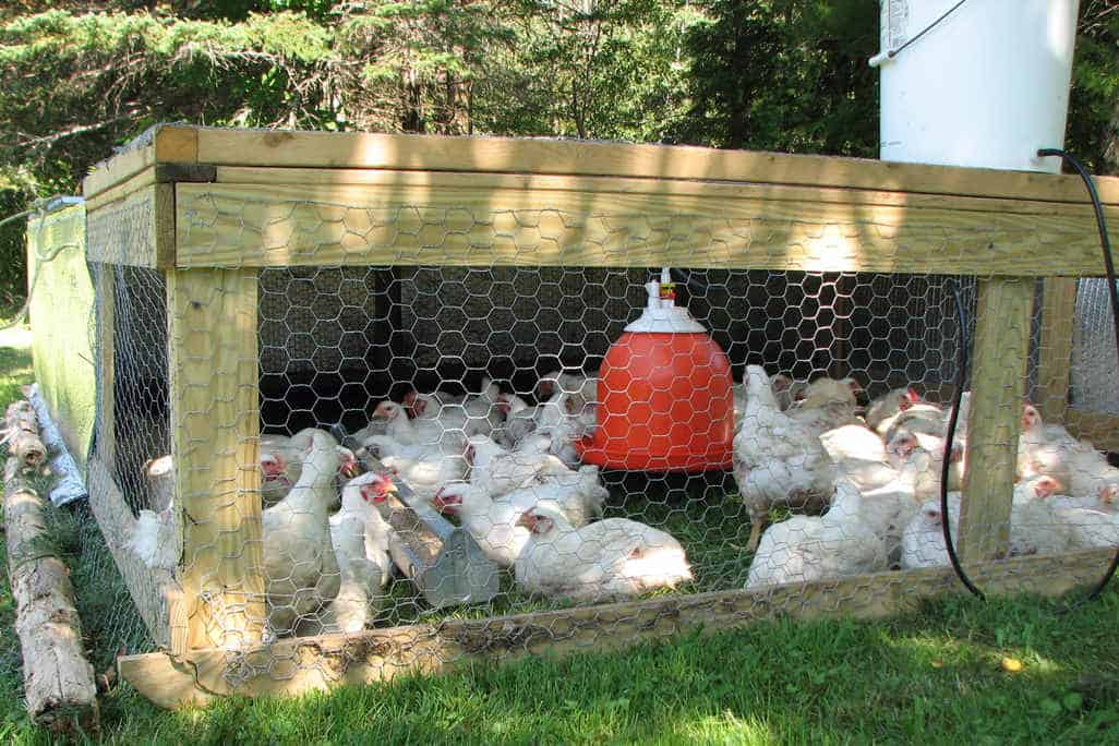 Feeding Broilers