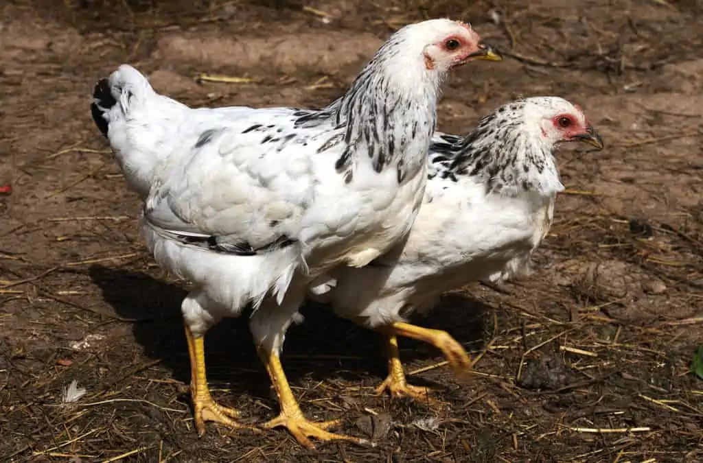 Growing Chicks Nutritional Need