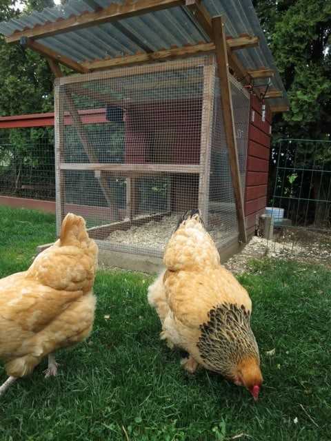 Ian's Garden Ark Chicken Coop with Solar-Powered Door Opener