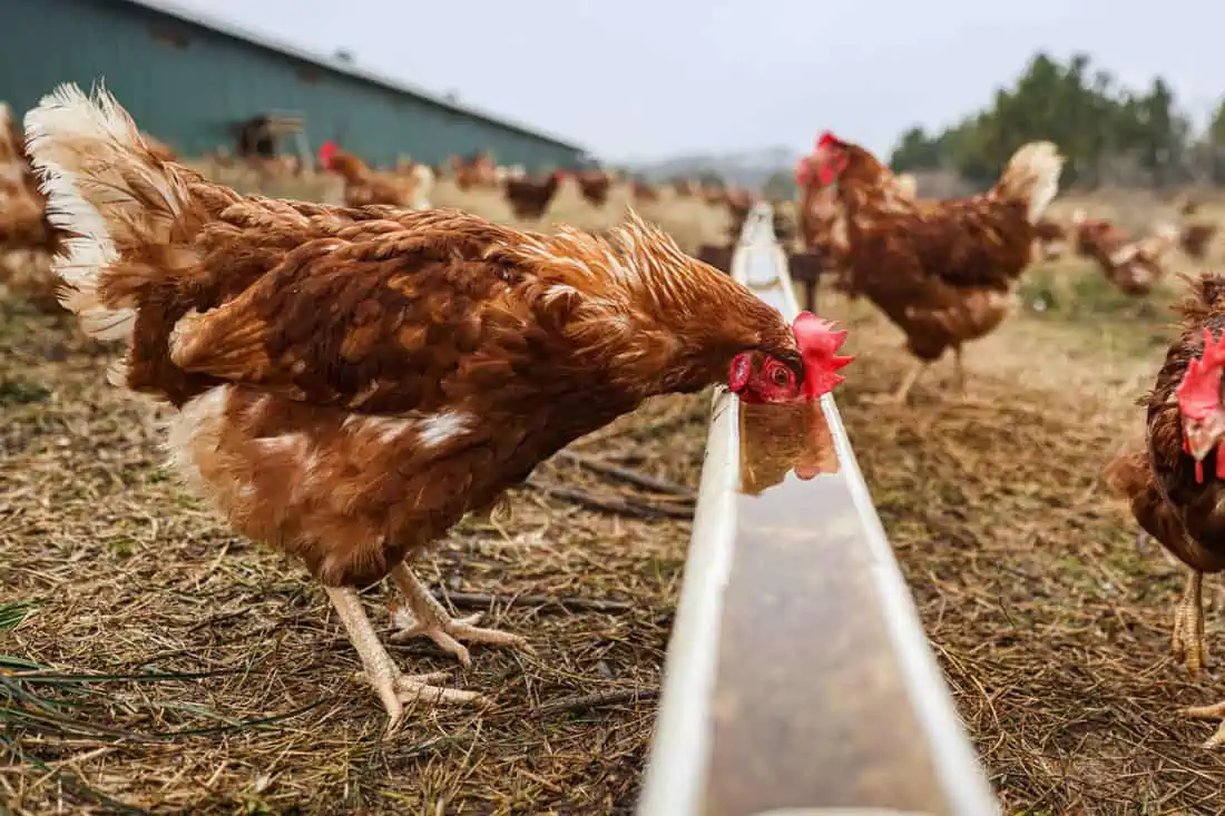 Importance of Water To Broilers