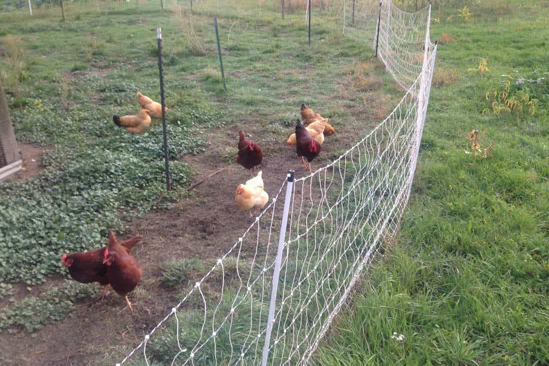 Use Electric Fencing Around the Coop