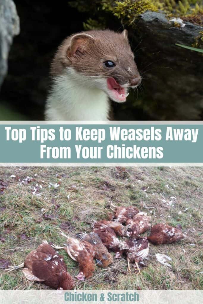 How to Protect Chickens from Weasels?
