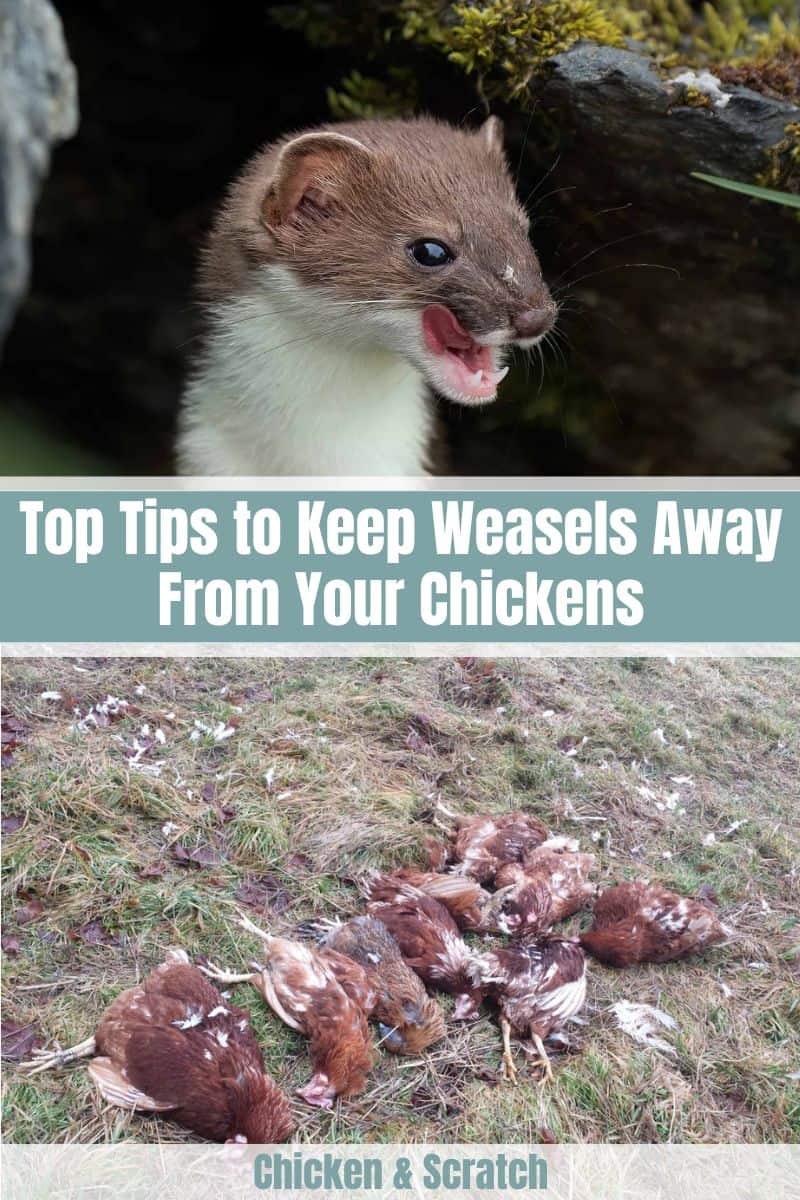 do weasels eat chickens