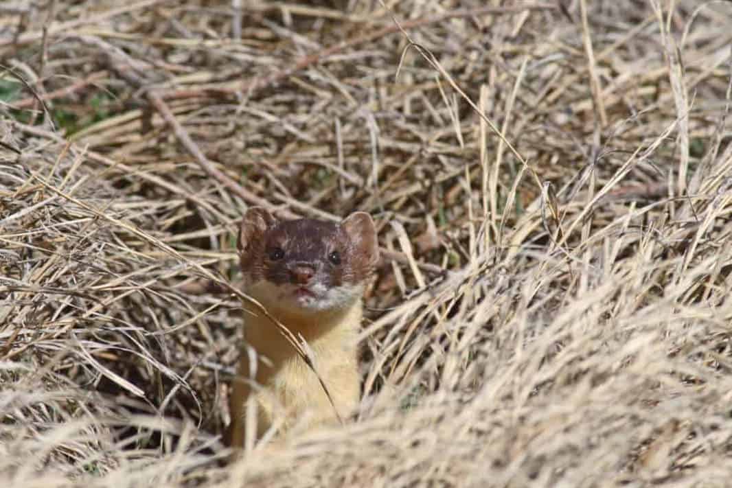 how to keep weasels out of chicken coop