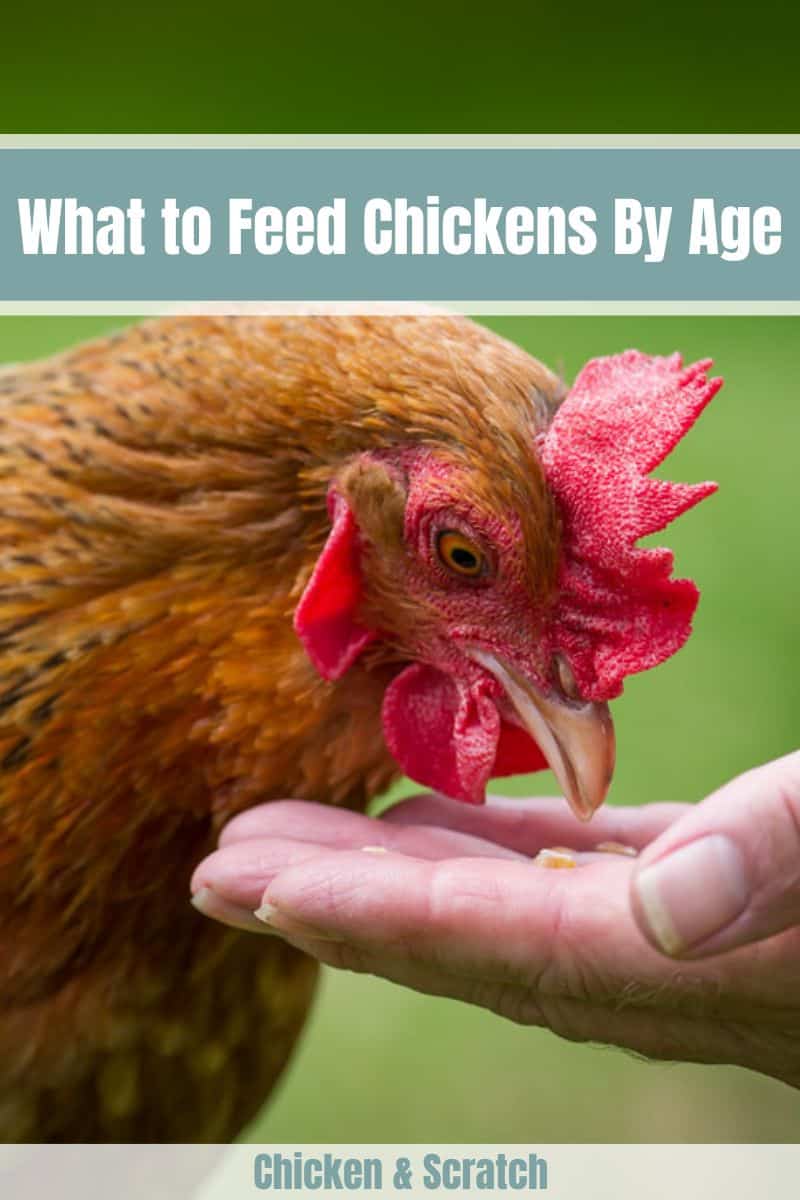 what to feed chicken by age
