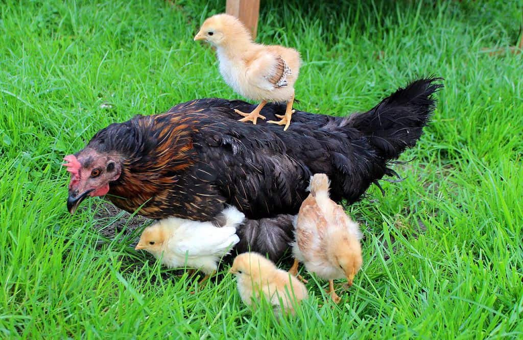 what to feed chickens by age