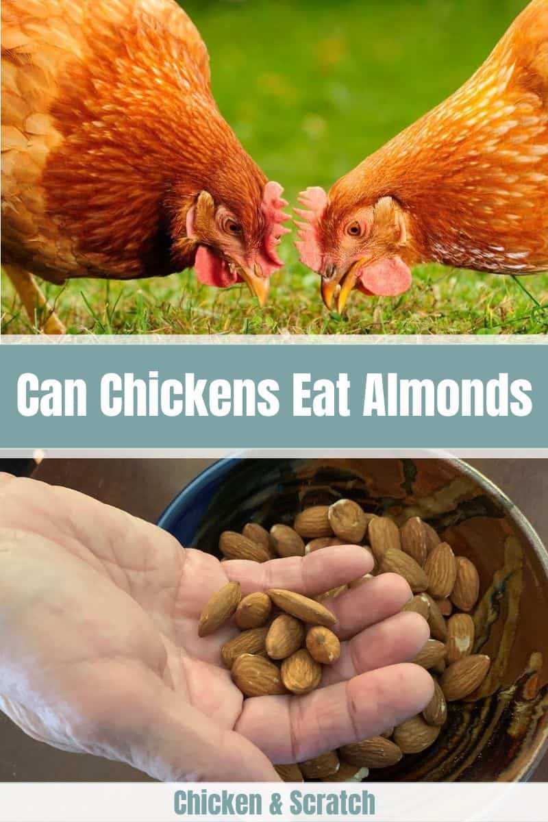 Can Chickens Eat Almonds