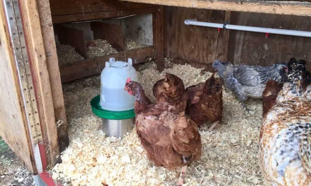 23 DIY Heated Chicken Waterer Plans