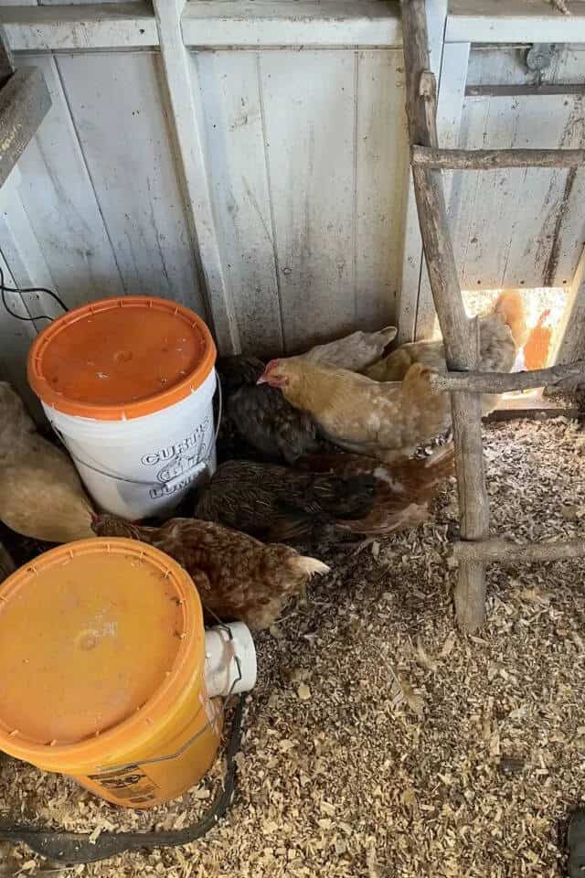 How to Make a DIY Heated Chicken Waterer