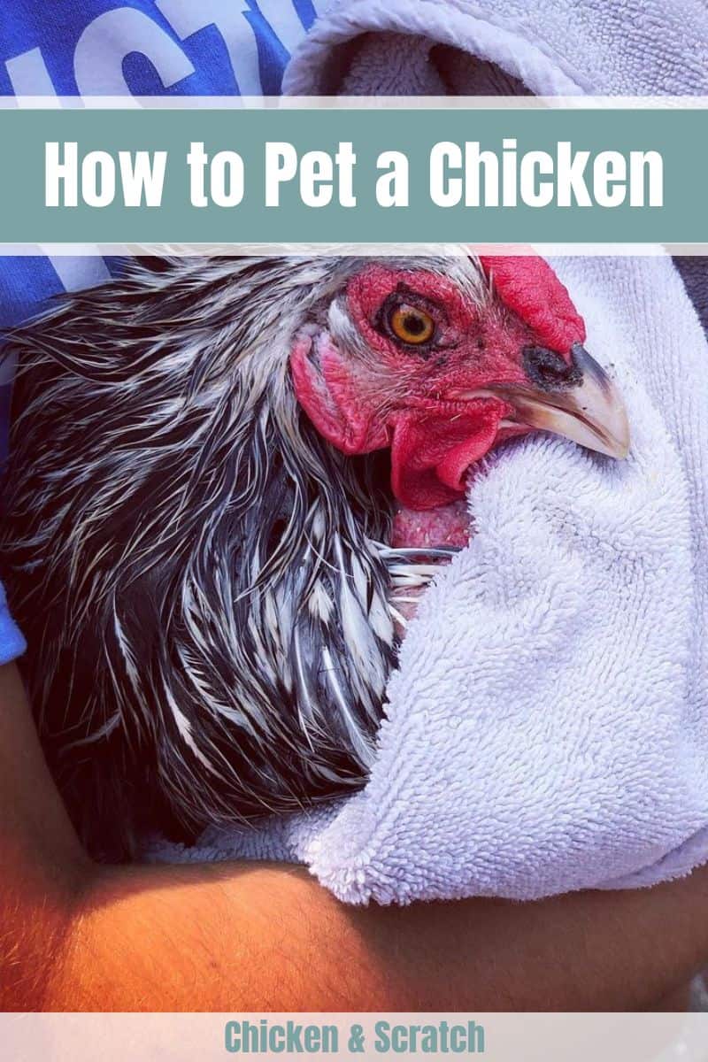 How to Pet Chicken