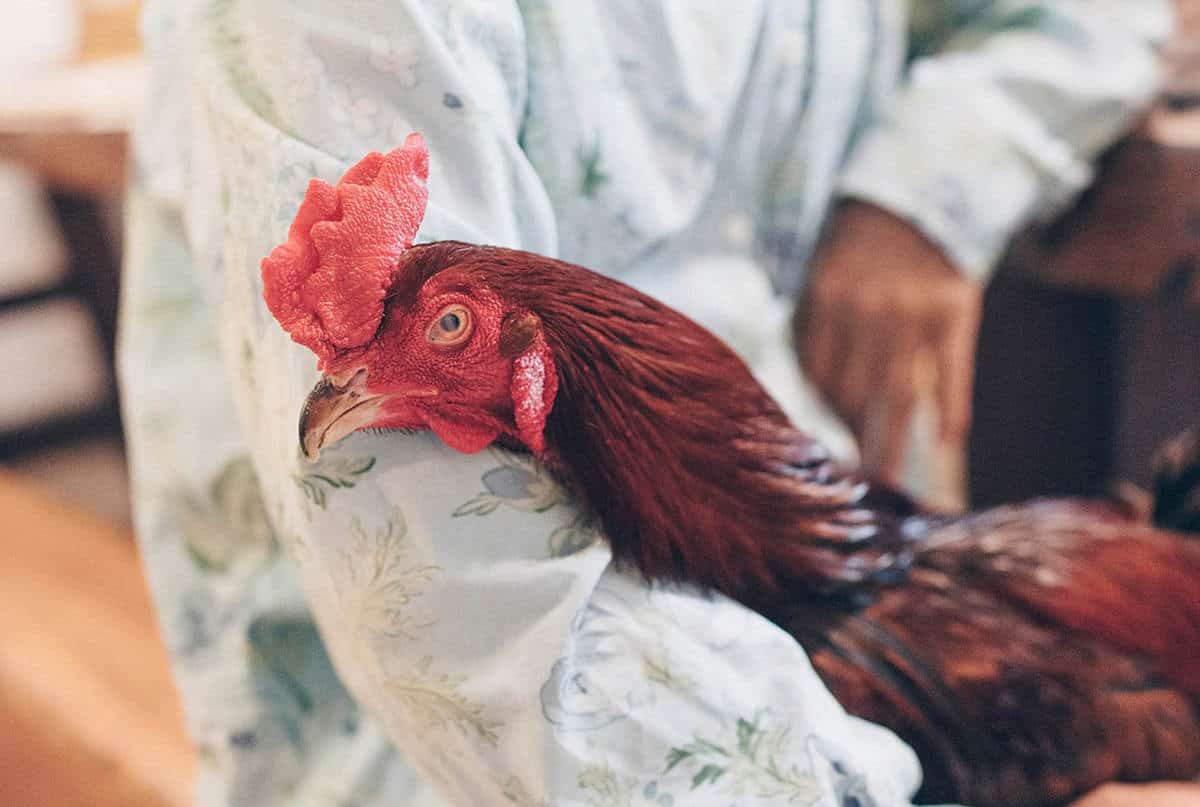 Prevention and Control of Salmonella in Chickens