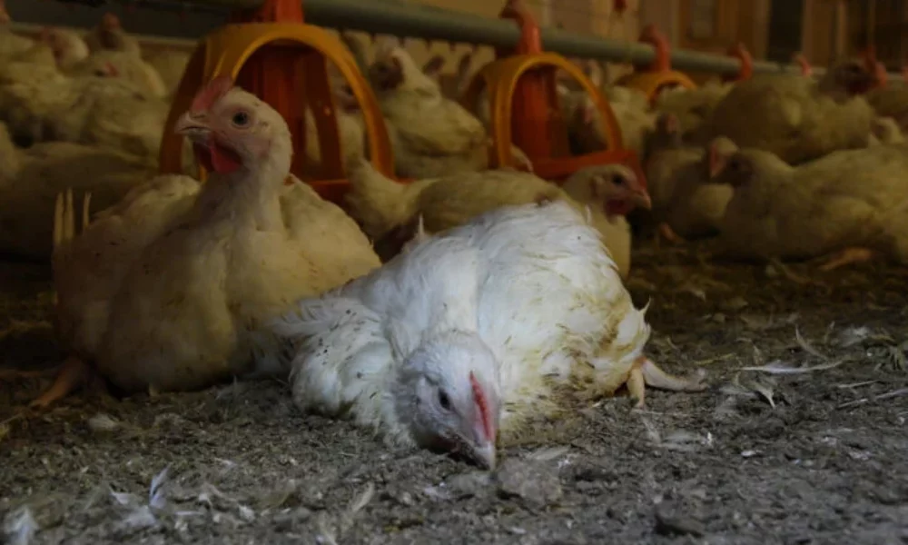 Salmonella In Chickens: Symptoms, Treatment, Prevention