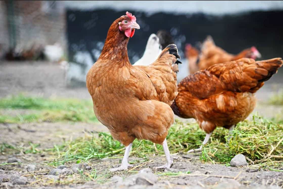 can chickens have almonds