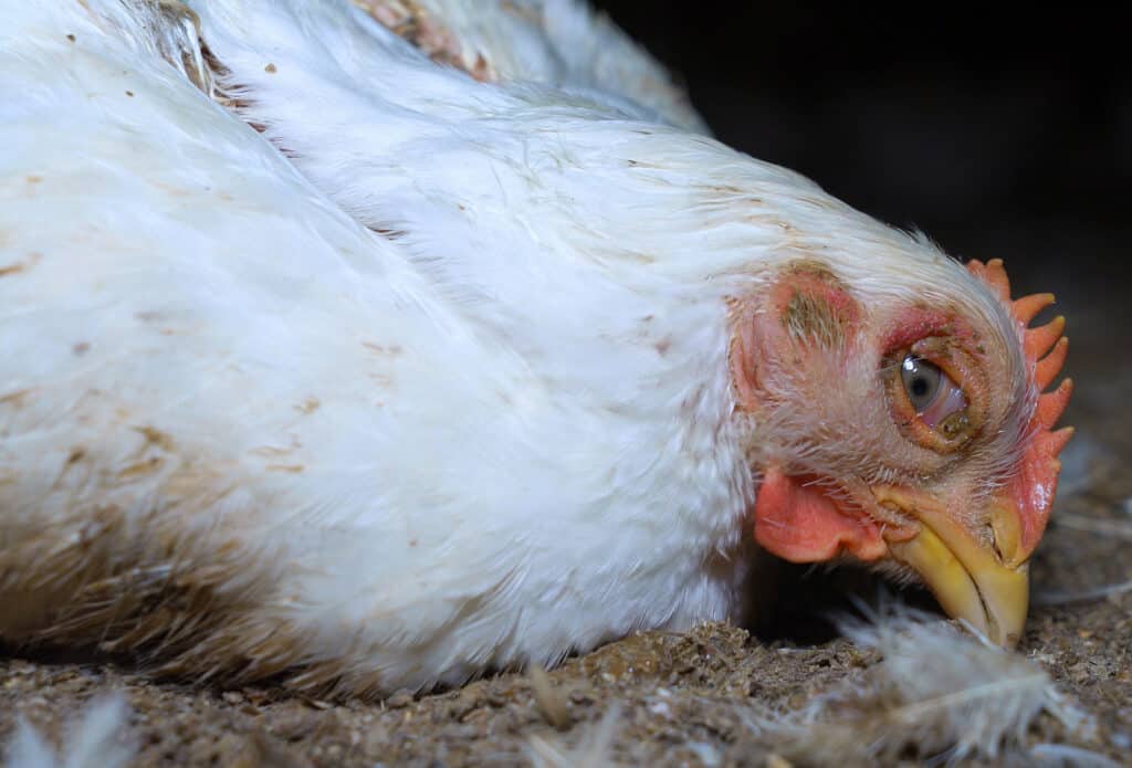 Salmonella In Chickens: Symptoms, Treatment, Prevention