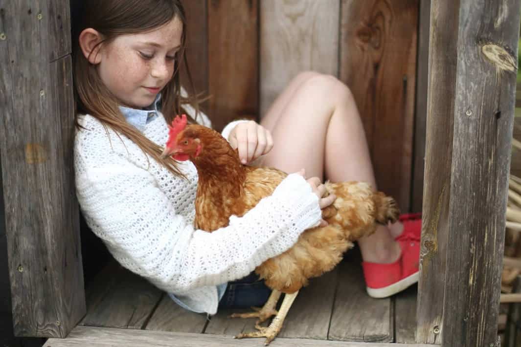 do chickens like to be pet