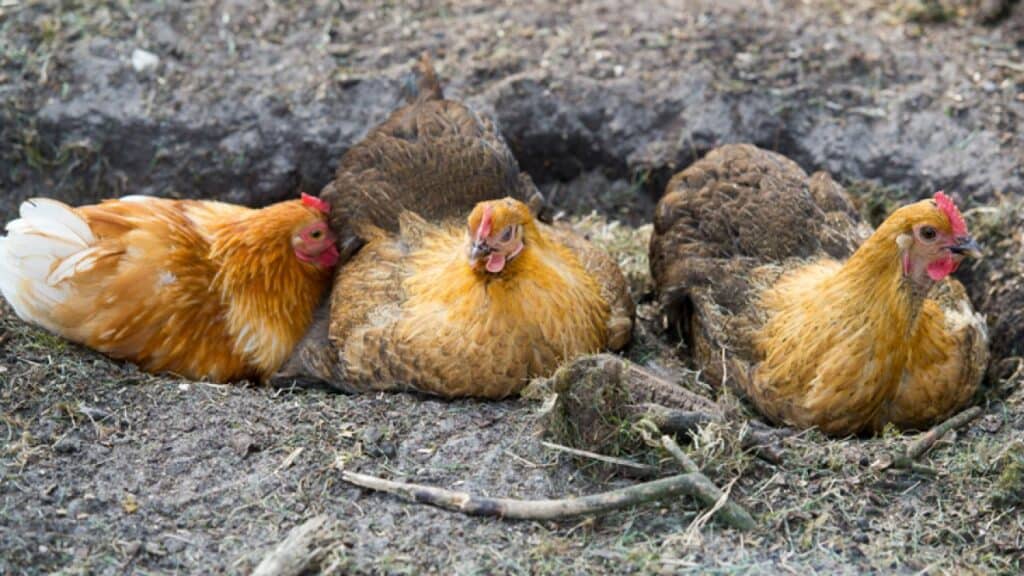 Salmonella In Chickens: Symptoms, Treatment, Prevention