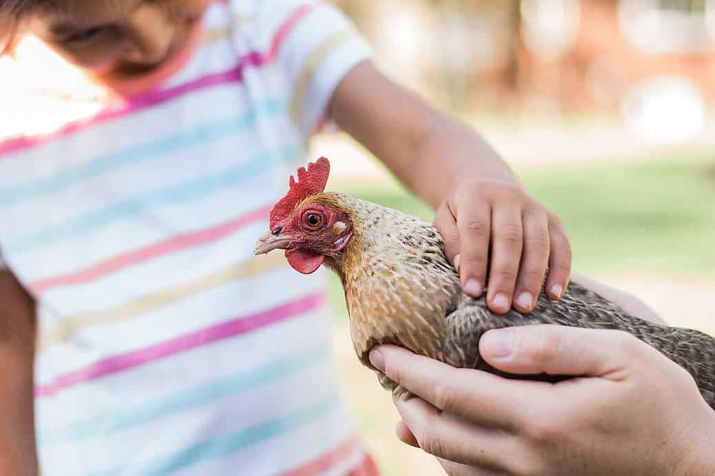 how to pet a chicken