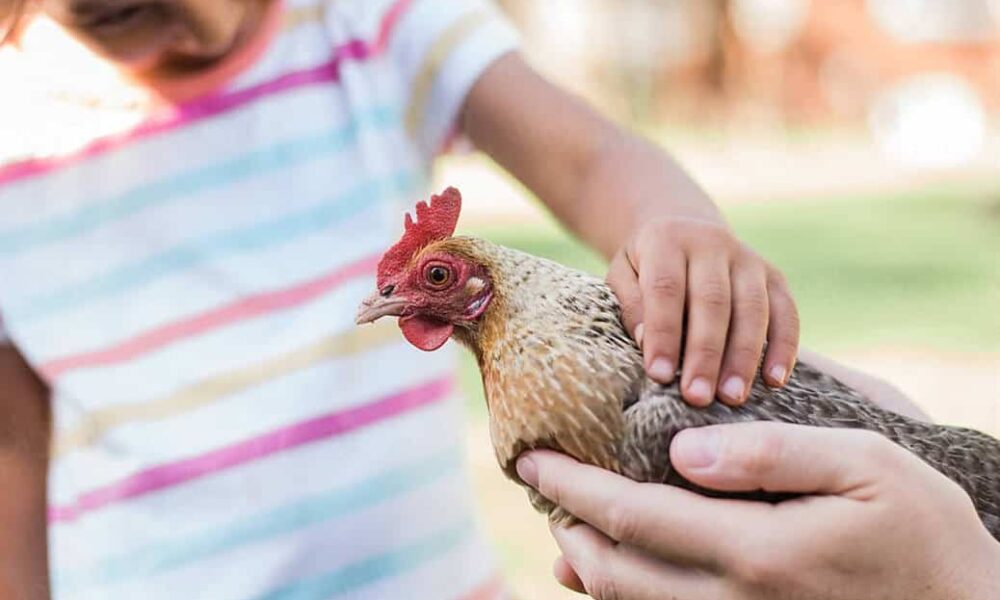 How to Pet a Chicken? – A Beginner’s Guide