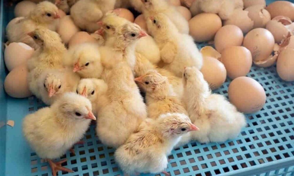 6 Best Chicken Hatcheries in Vermont 2024
