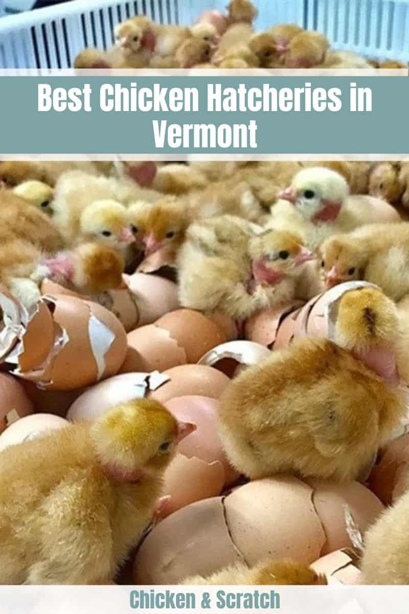 Chicken Hatcheries in Vermont