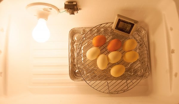 DIY Egg Incubator