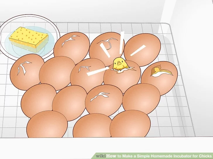 Simple Homemade Incubator for Chicks in 11 Steps