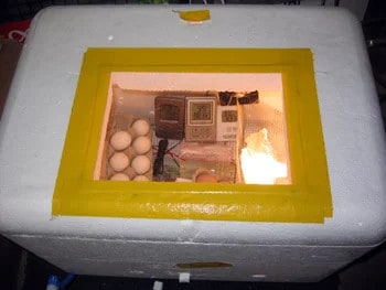 Styrofoam Forced Air Egg Incubator