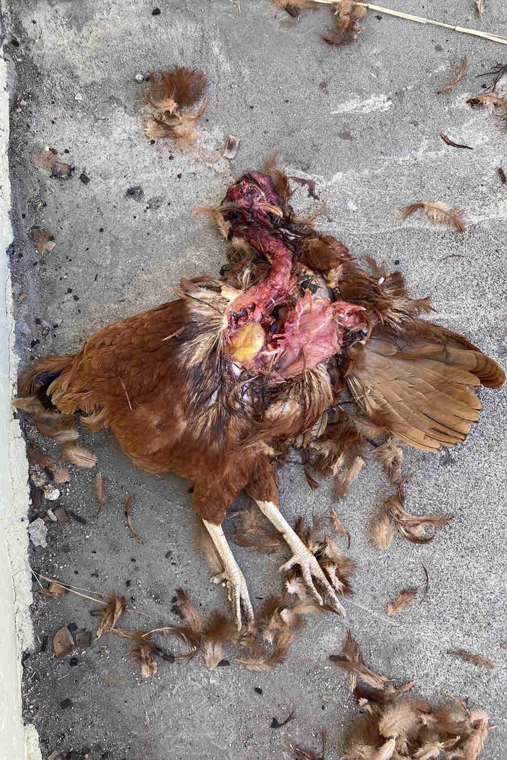 chicken dead