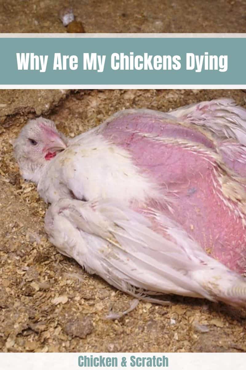 chickens dying suddenly