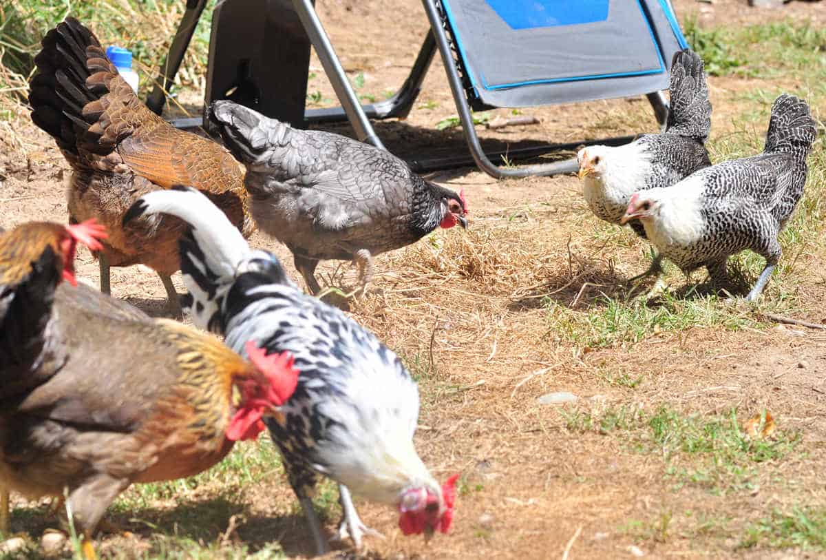 how long can a chicken go without food