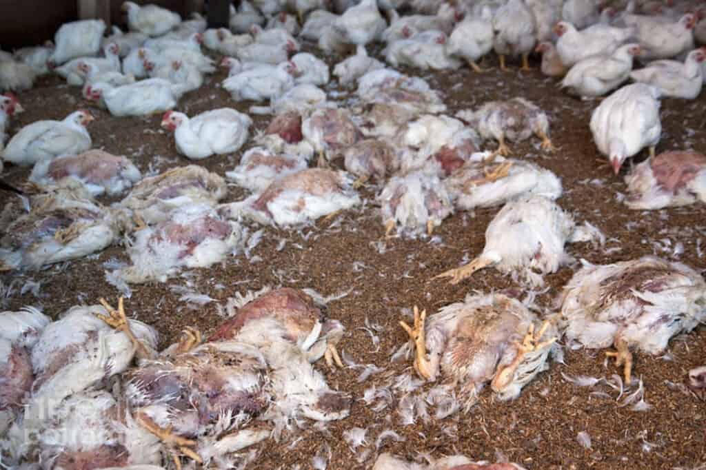 Why Are My Chickens Dying? (Causes, Prevention, and Tips)