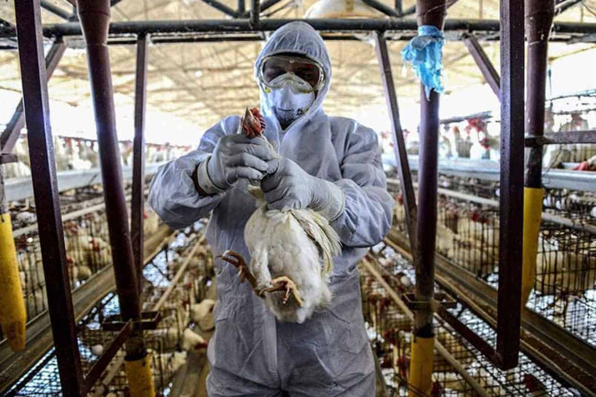 Avian Influenza