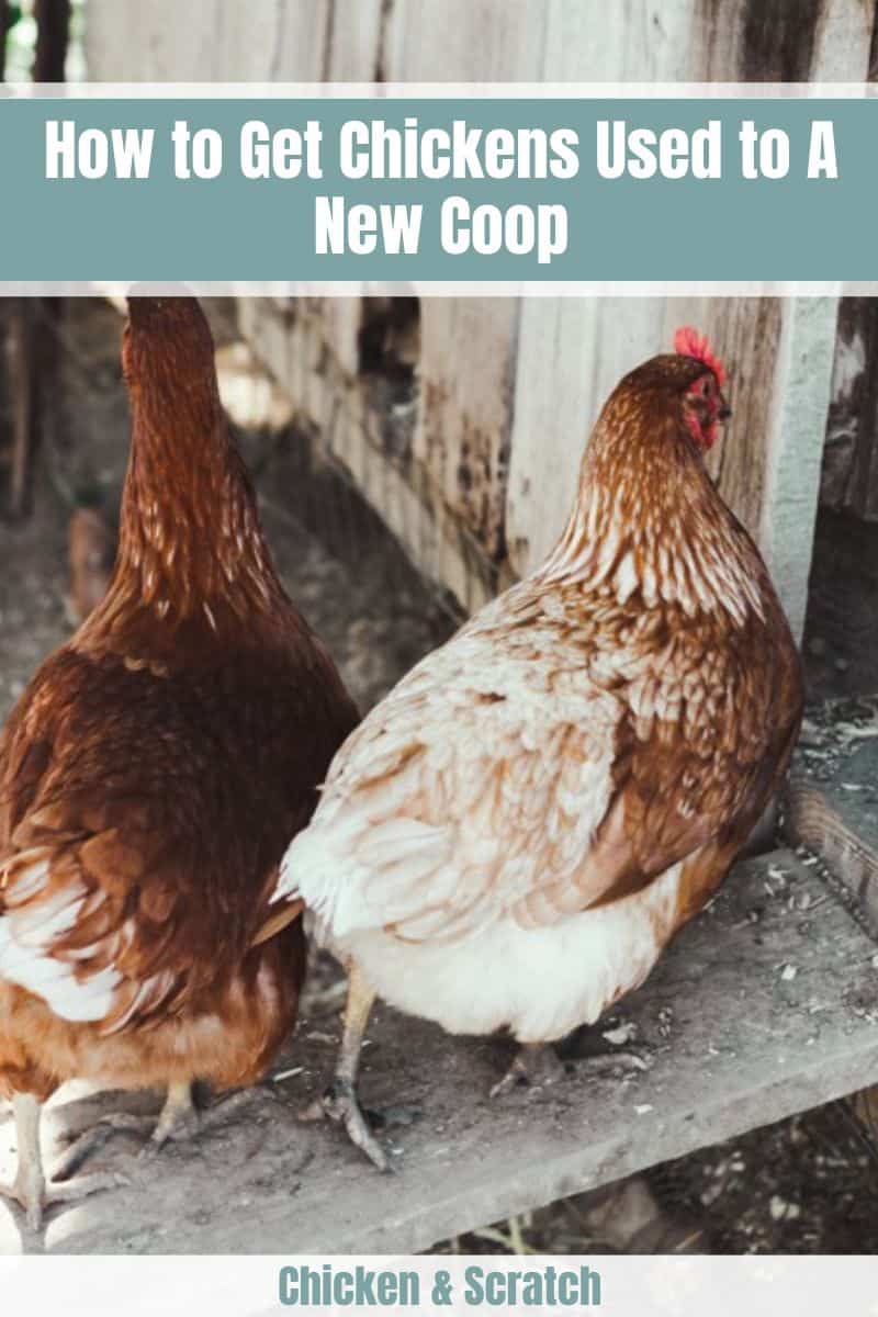 moving chickens to a new coop