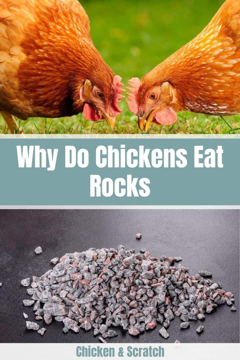 Why Do Chickens Eat Rocks