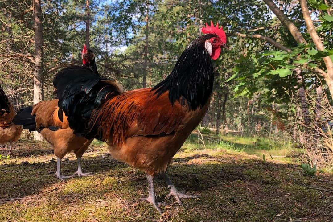 chicken heat stroke