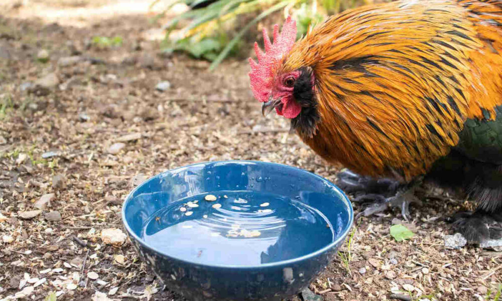 What is Electrolyte Drink for Chickens? (+ 8 Homemade Recipes)