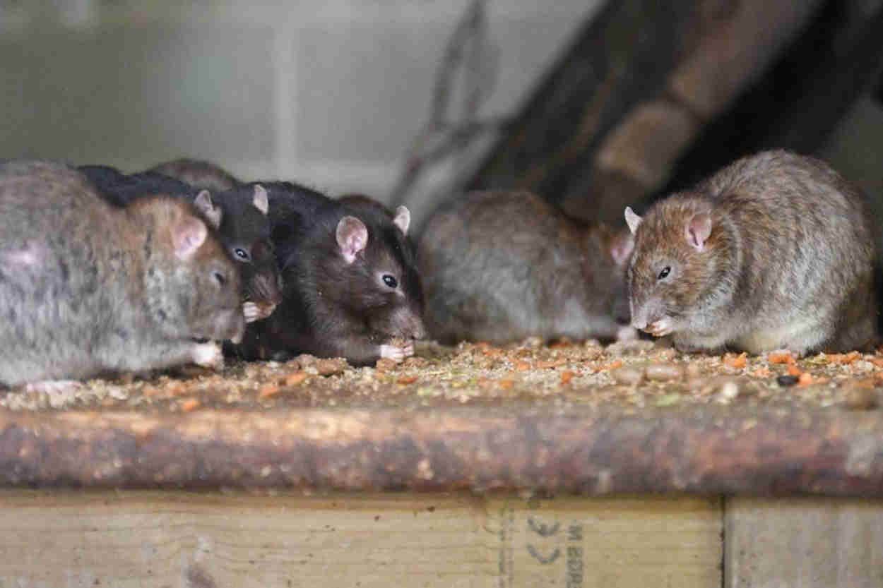 how to keep pests out of chicken coop